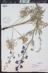 Delphinium geyeri image