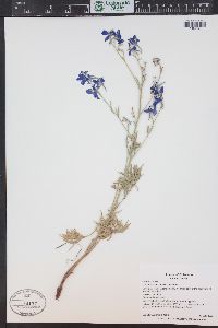 Delphinium geyeri image