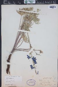 Delphinium geyeri image