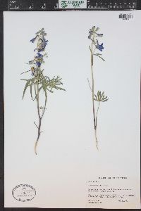 Delphinium nuttallianum image