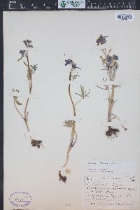 Delphinium nuttallianum image