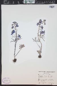 Delphinium nuttallianum image