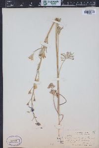 Delphinium nuttallianum image