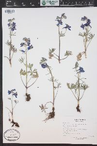 Delphinium nuttallianum image