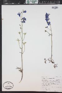 Delphinium nuttallianum image