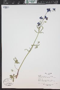 Delphinium nuttallianum image