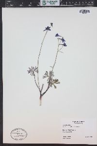 Delphinium nuttallianum image