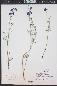 Delphinium nuttallianum image