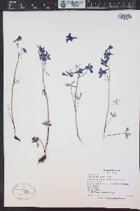 Delphinium nuttallianum image