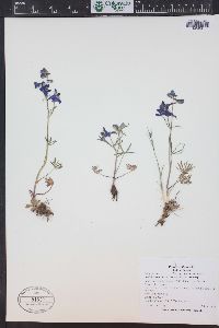 Delphinium nuttallianum image