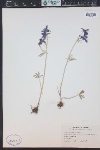 Delphinium nuttallianum image