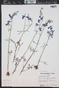 Delphinium nuttallianum image