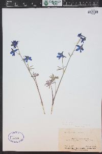 Delphinium nuttallianum image