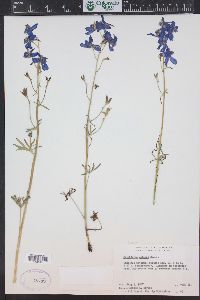 Delphinium nuttallianum image