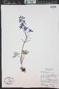 Delphinium nuttallianum image