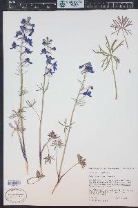 Delphinium nuttallianum image