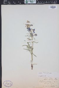 Delphinium nuttallianum image