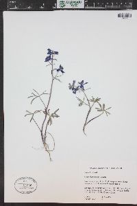 Delphinium nuttallianum image