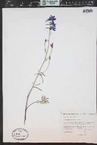 Delphinium nuttallianum image