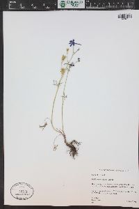 Delphinium nuttallianum image