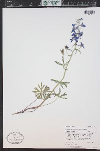 Delphinium nuttallianum image