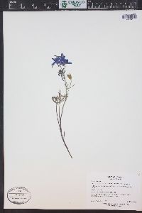 Delphinium nuttallianum image