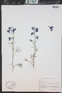 Delphinium nuttallianum image