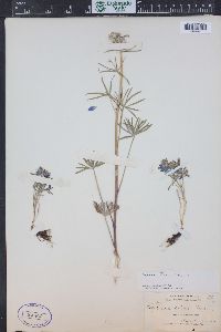 Delphinium nuttallianum image