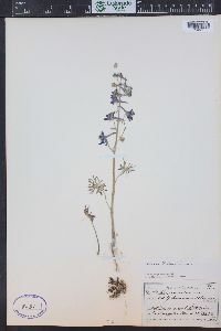 Delphinium nuttallianum image