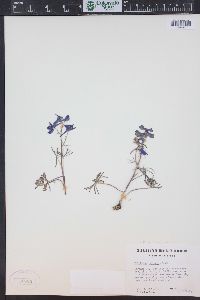 Delphinium nuttallianum image