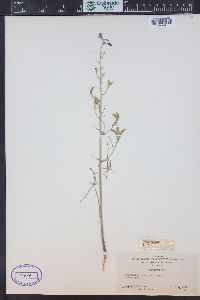 Delphinium nuttallianum image