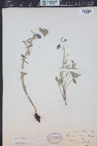 Delphinium nuttallianum image