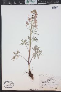 Delphinium nuttallianum image