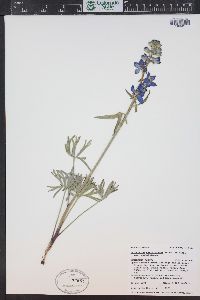 Delphinium nuttallianum image