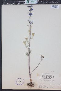 Delphinium nuttallianum image