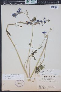 Delphinium nuttallianum image