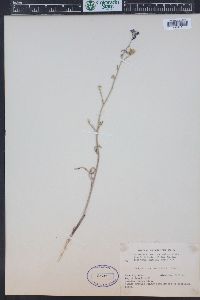 Delphinium nuttallianum image