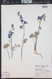 Delphinium nuttallianum image