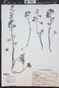 Delphinium nuttallianum image