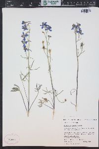 Delphinium nuttallianum image