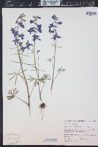 Delphinium nuttallianum image