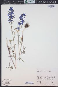 Delphinium nuttallianum image