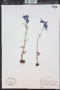 Delphinium nuttallianum image