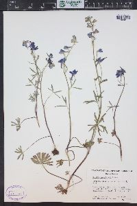 Delphinium nuttallianum image