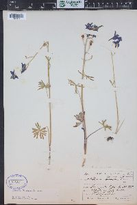 Delphinium nuttallianum image