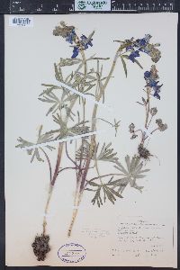 Delphinium nuttallianum image