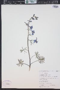 Delphinium nuttallianum image