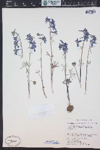 Delphinium nuttallianum image