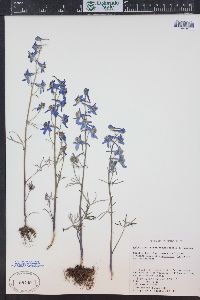 Delphinium nuttallianum image