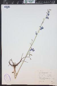 Delphinium scaposum image